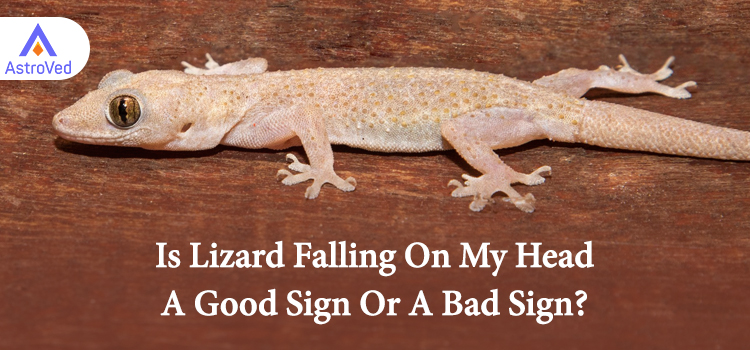 Is Lizard Falling On My Head A Good Sign Or A Bad Sign?